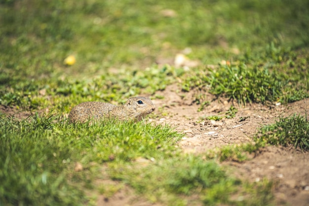 Pequeña marmota de tierra de los prados Muran llano Eslovaquia Castillo Muran en las montañas Muranska planina