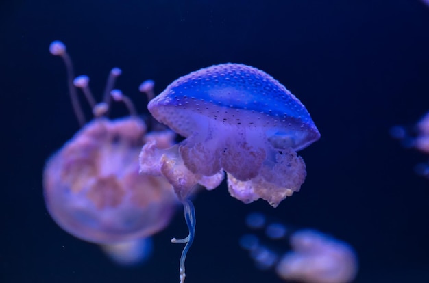 Pequeña medusa medusa coloreada por la luz