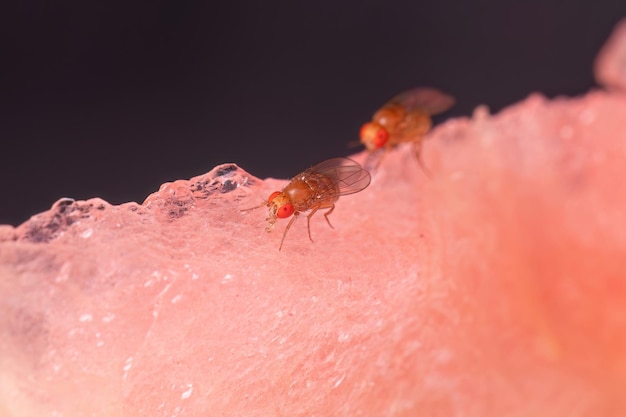 Foto la pequeña mosca de la fruta adulta