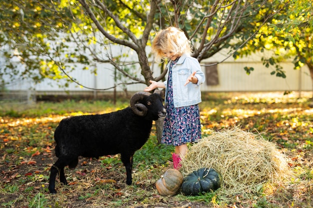 Pequeña muchacha rubia rizada que alimenta ovejas domésticas negras. Concepto de vida del agricultor