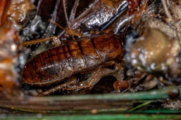 Pequena ninfa da barata de madeira da família ectobiidae dentro de uma cigarra comendo suas entranhas