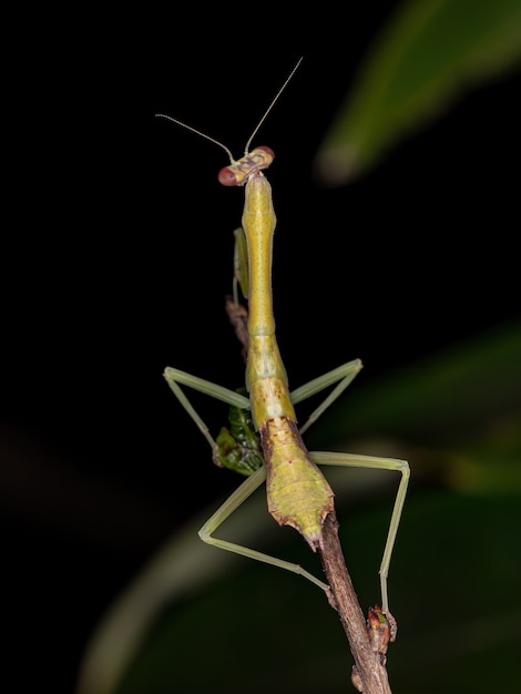 Pequena ninfa mantid da subfamília vatinae