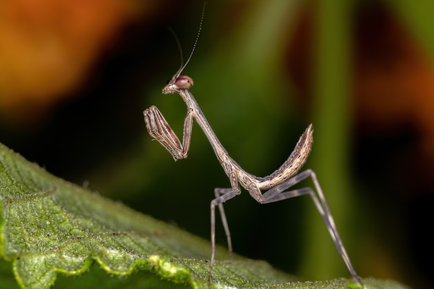 Pequena ninfa mantid do gênero oxyopsis