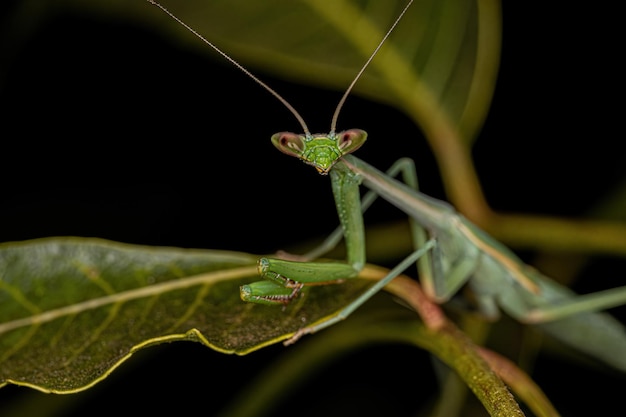 Pequena ninfa mantid