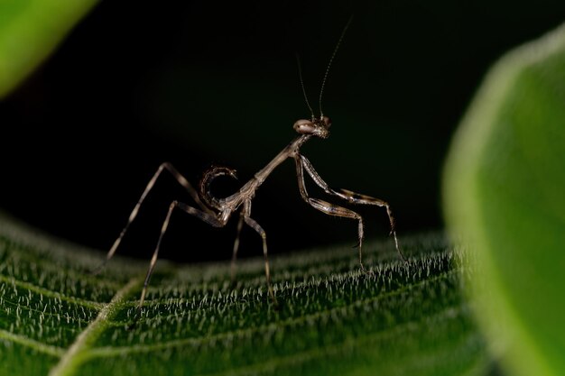 Pequeña ninfa mántide del género Oxyopsis