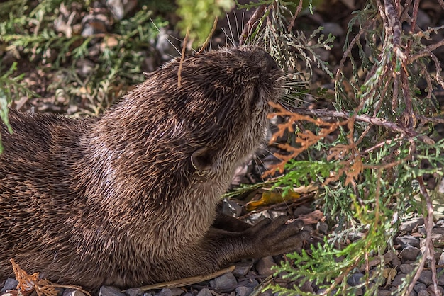 La pequeña nutria divertida muerde una rama de un arbusto