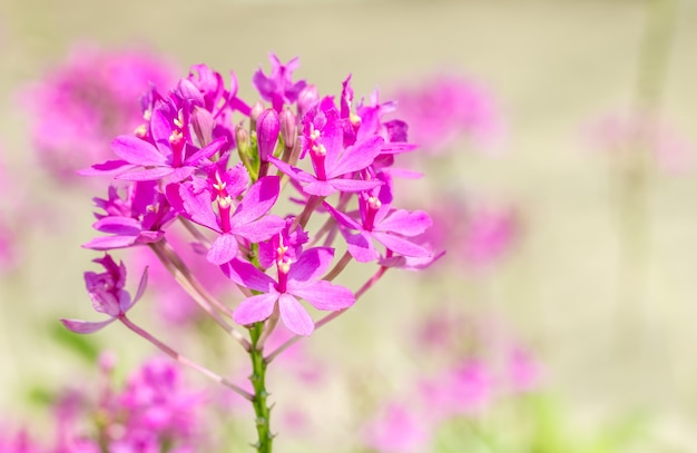 Pequeña orquídea púrpura.