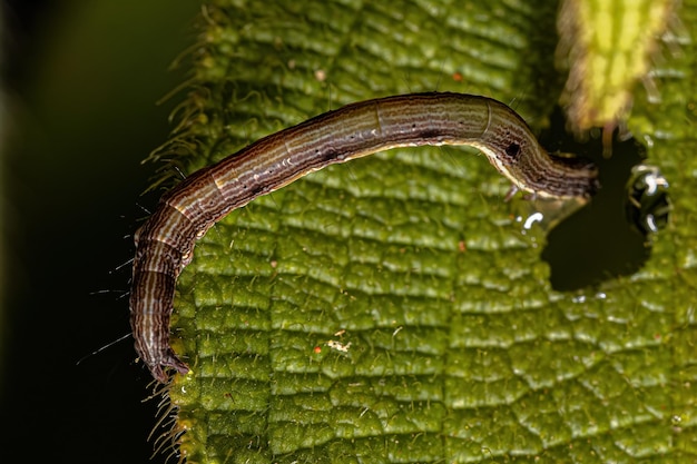 Pequeña oruga polilla