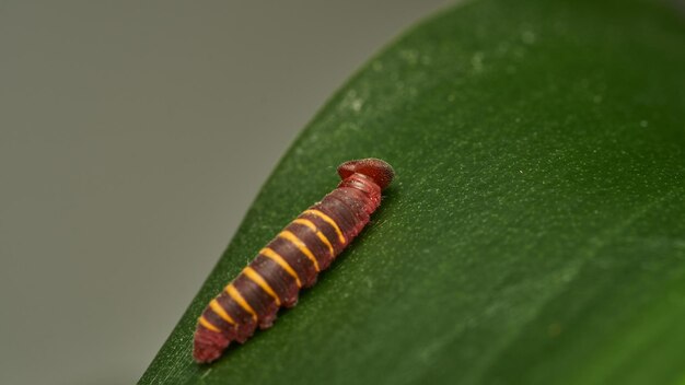 Foto una pequeña oruga roja y amarilla caminando sobre una hoja verde