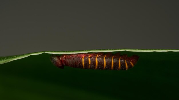 una pequeña oruga roja y amarilla caminando sobre una hoja verde