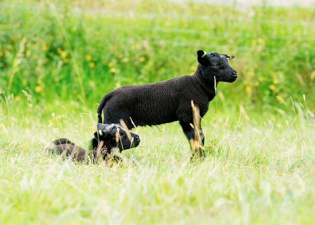 La pequeña oveja negra pastando en el prado mirando a un lado