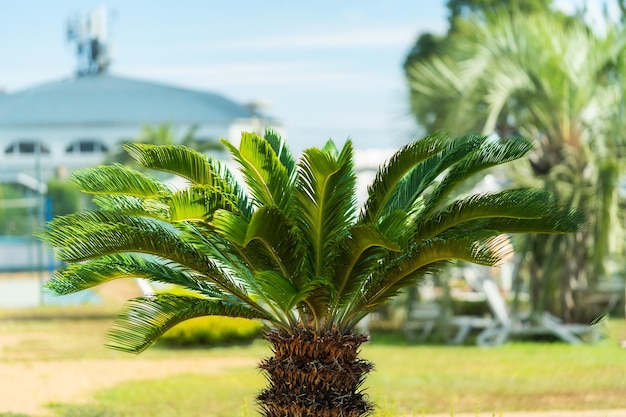 Pequeña palmera hermosa en la orilla del mar