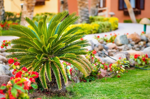 Pequeña palmera verde rodeada de brillantes flores que crecen sobre césped cubierto de hierba en el patio tropical.