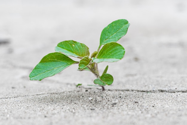 Una pequeña pero poderosa planta de caño se abre paso y rompe el pavimento de cemento.