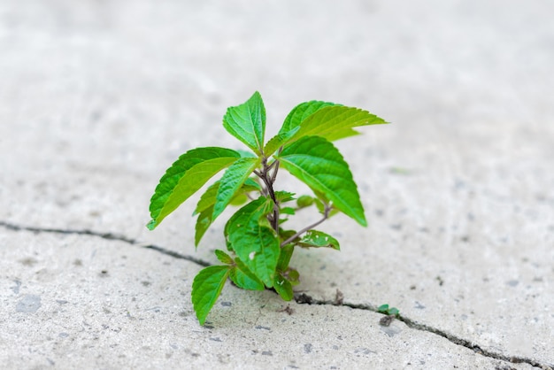 Una pequeña pero poderosa planta de caño se abre paso y rompe el pavimento de cemento.