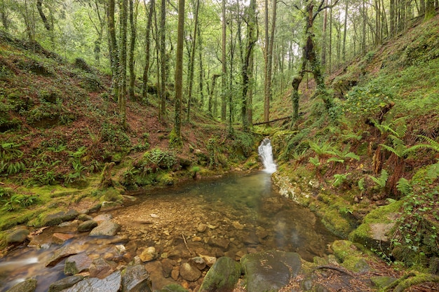 Pequena piscina natural formada por um rio em um belo bosque na região da Galiza, Espanha.