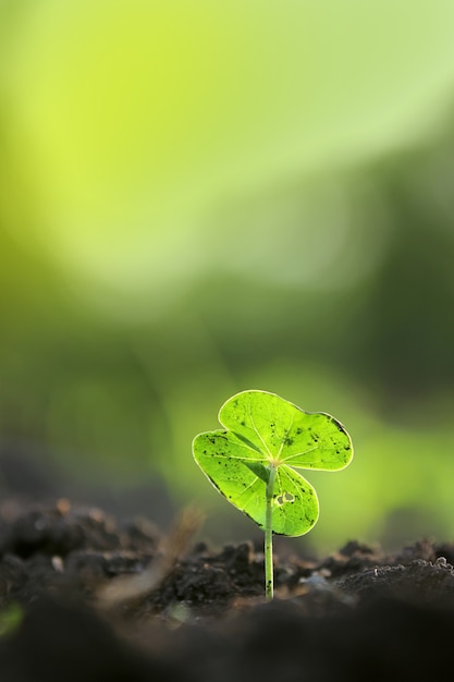 Pequeña planta de algodón, Born Concept