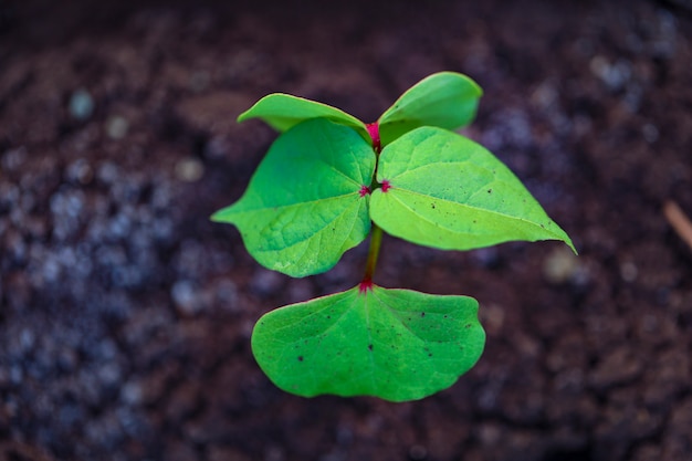 Pequeña planta de algodón en suelo negro