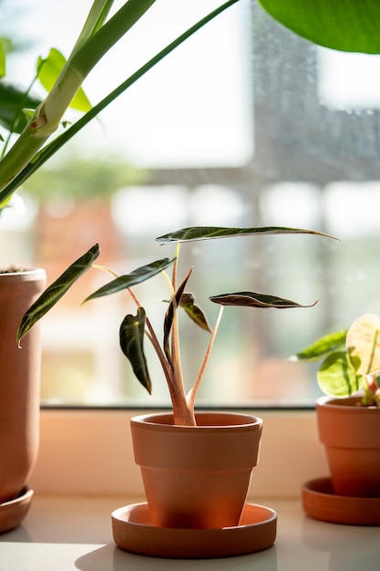 Pequeña planta de alocasia bambino en olla de barro en el alféizar de la ventana en casa planta de oreja de elefante