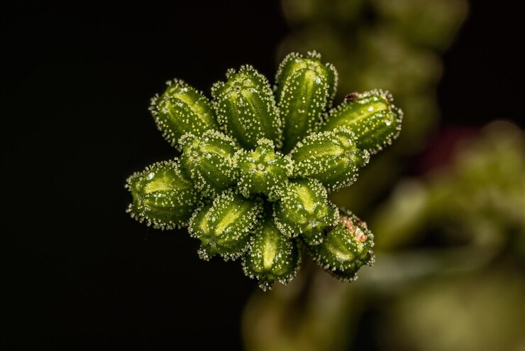 Foto pequeña planta arácnida
