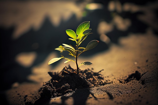 Una pequeña planta en la arena.