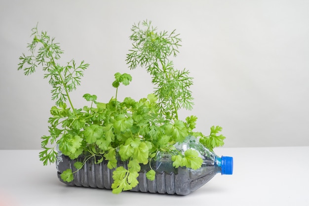 Pequeña planta en la botella de plástico en el suelo.