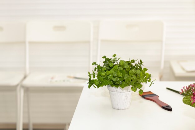 Pequeña planta y brocha verdes pequeñas hermosas en sala de estar.