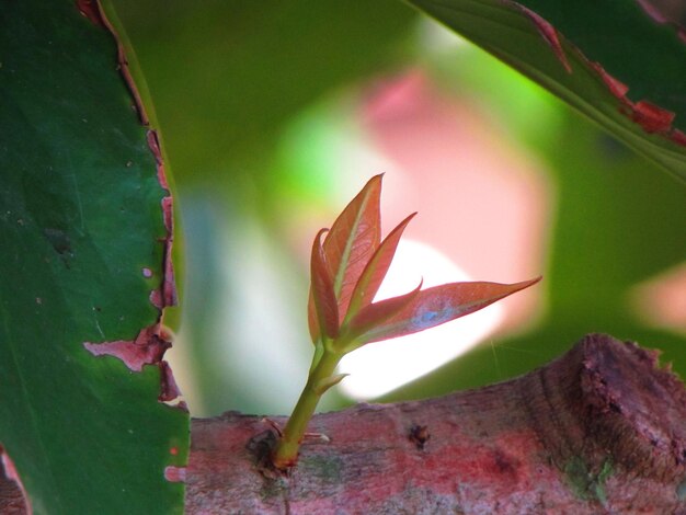 Una pequeña planta brota de la rama de un árbol.