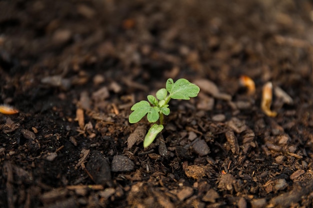 Una pequeña planta brota del suelo.