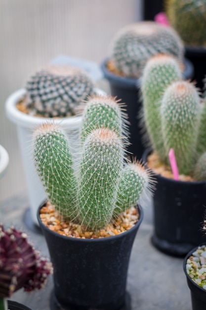 Pequeña planta de cactus en maceta. Muchos cactus para la decoración del jardín.