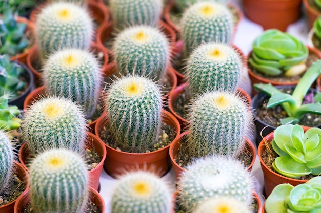 Pequeña planta de cactus en maceta de plástico con pequeños granos de colores