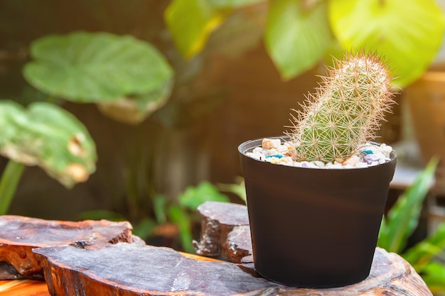 Pequeña planta de cactus en macetas muchos pequeños cactus en macetas plantados en interiores cerca de la ventana La planta casera necesita sol para crecer