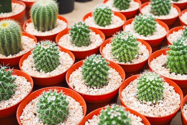 Foto pequeña planta de cactus verde en maceta