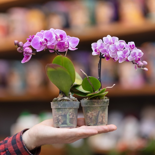 Pequena planta com flor de orquídea mariposa roxa na mão