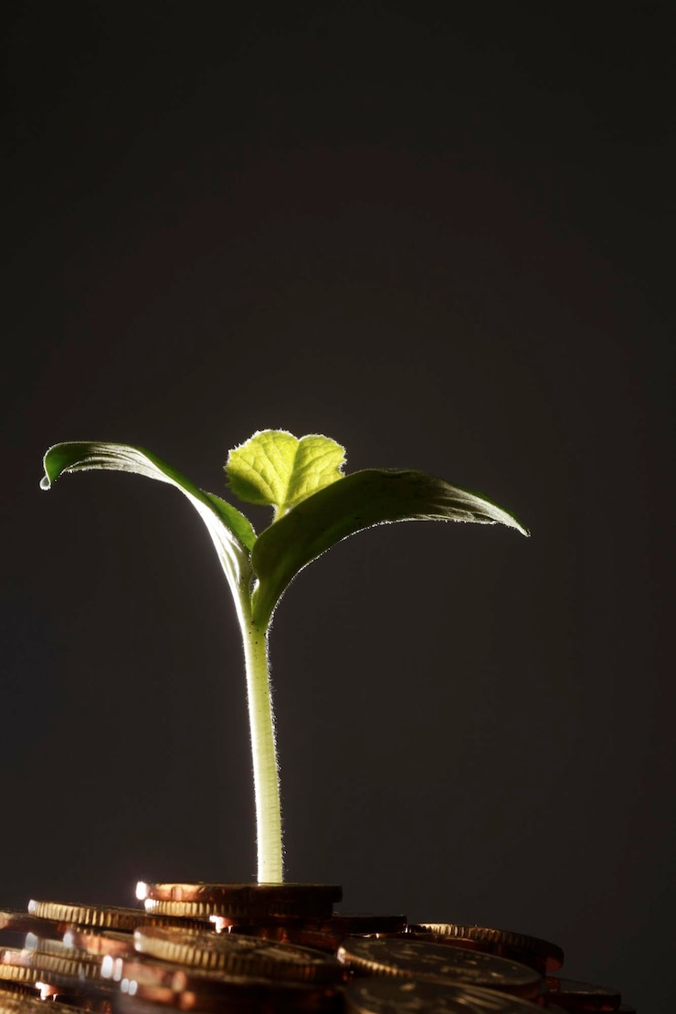 Foto pequena planta crescendo de uma pilha de moedas