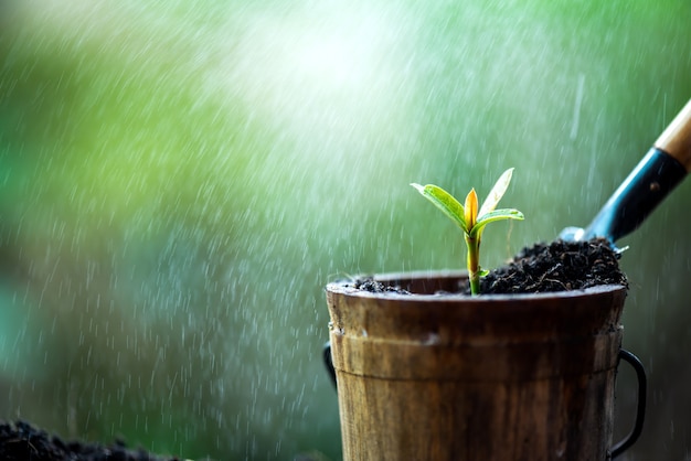 Pequena planta crescendo no jardim. novo começo do dia. salvar o meio ambiente e o novo conceito de vida de transformação