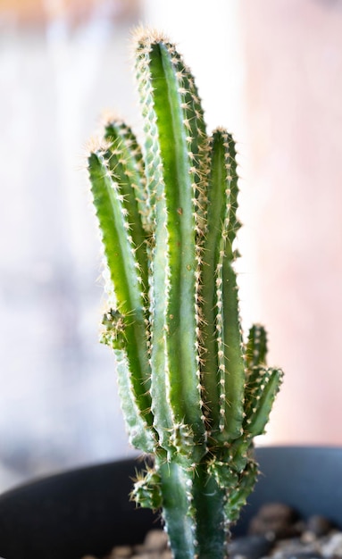 Pequena planta de cacto cultivada em vasos