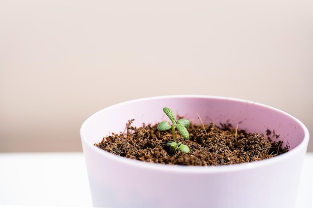 Pequena planta em vaso de alecrim perto de casa cultivando ervas de especiarias orgânicas em pote