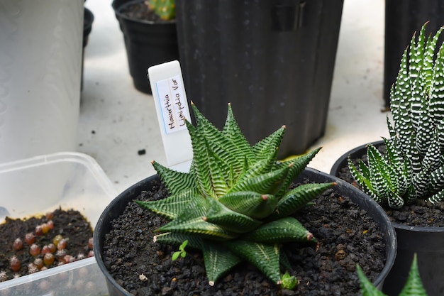 Pequena planta em vaso suculentas por vista frontal Sem pessoas