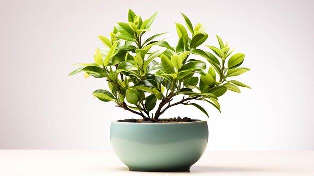 Una pequeña planta está en un cuenco con hojas verdes sobre un fondo blanco