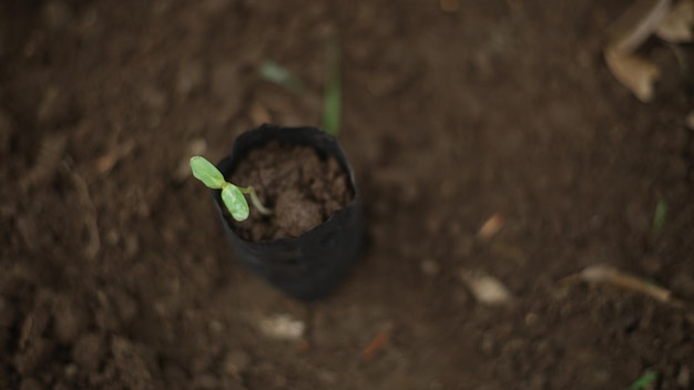 Una pequeña planta está en el suelo.