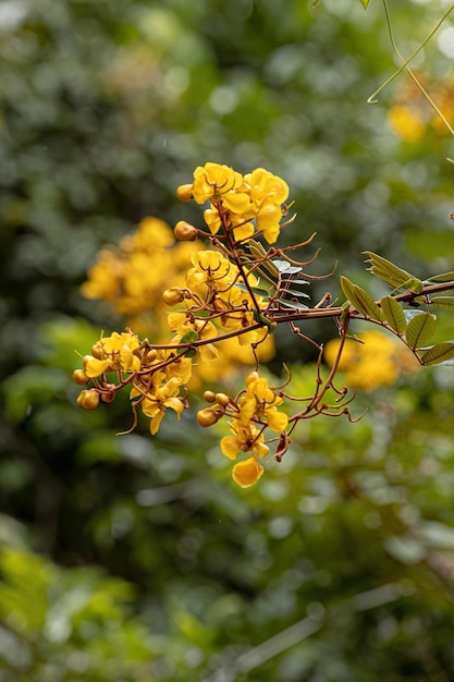 Foto pequeña planta con flores amarillas