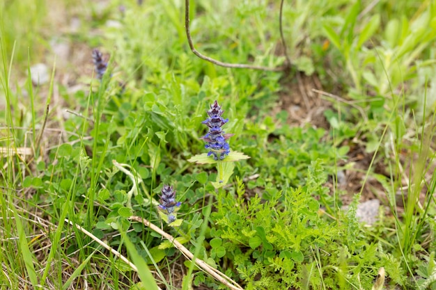 Una pequeña planta con flores de color púrpura en la hierba