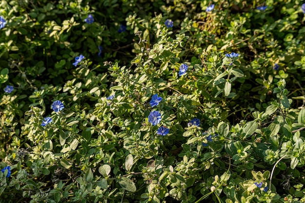 pequeña planta con flores