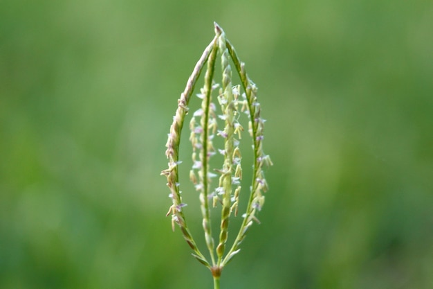 Pequeña planta en forma de corona