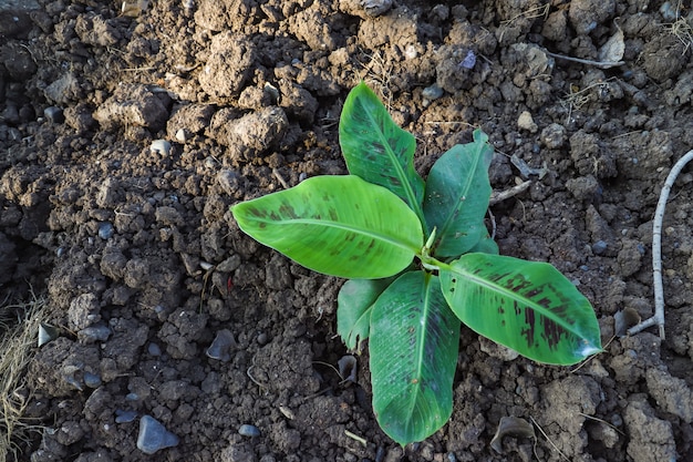 Pequeña planta en granja india