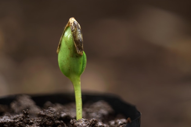 Foto una pequeña planta con una hoja verde de un primerísimo plano