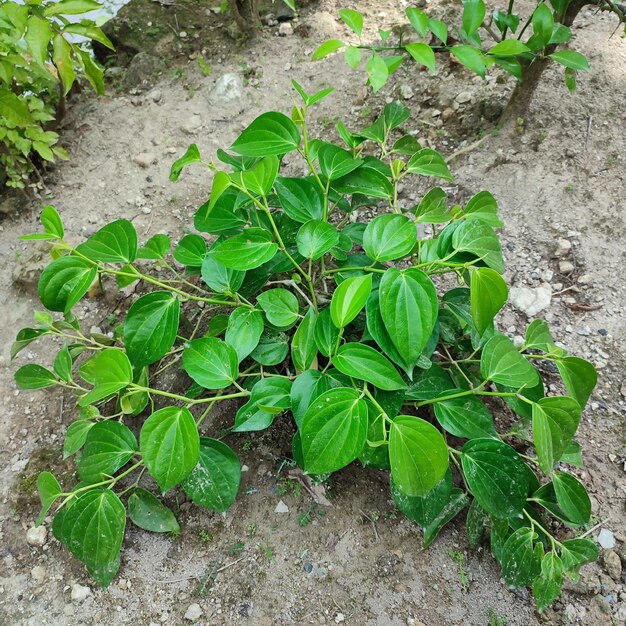 Foto una pequeña planta con hojas verdes está en la tierra.