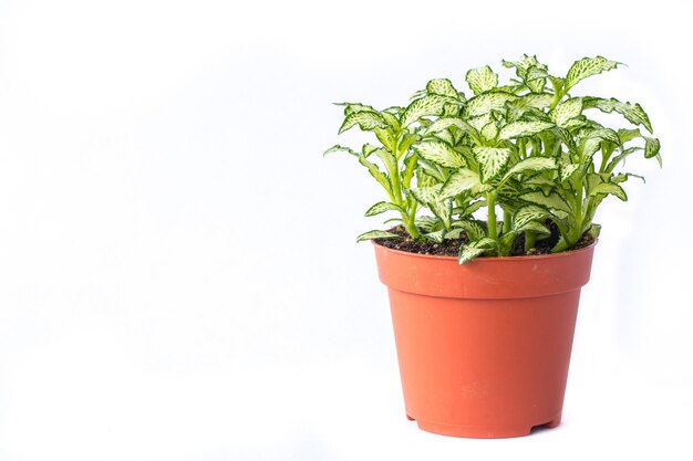 Pequeña planta en maceta de plástico aislada sobre fondo blanco Espacio para agregar texto Concepto de ahorro de energía de plantas ecológicas