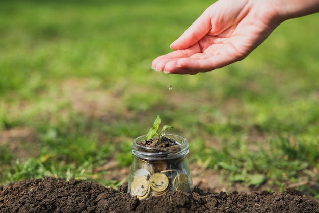 Pequeña planta con monedas